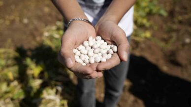 kelkitin cografi isaretli seker fasulyesinin hasadi basladi H4FbfcdS