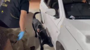 kiralik aracla uyusturucu sevkiyati yapan baba ogul yakalandi 8UznZeUX