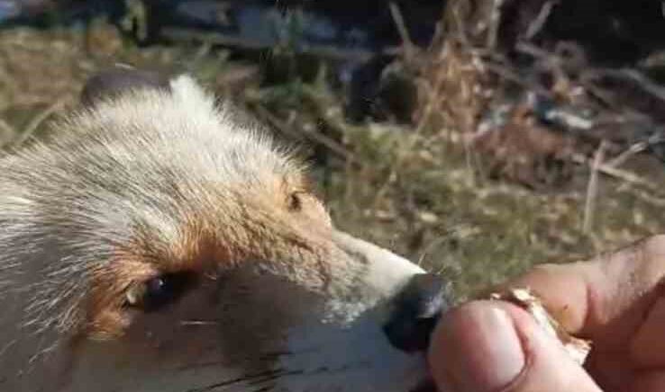 oflu suleyman amcanin tilki ile dostlugu Z86nvMzY