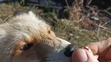 oflu suleyman amcanin tilki ile dostlugu qI8SdanF