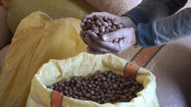 orduda serbest piyasada findik fiyatlari 300 liraya ulasti hREePdnT