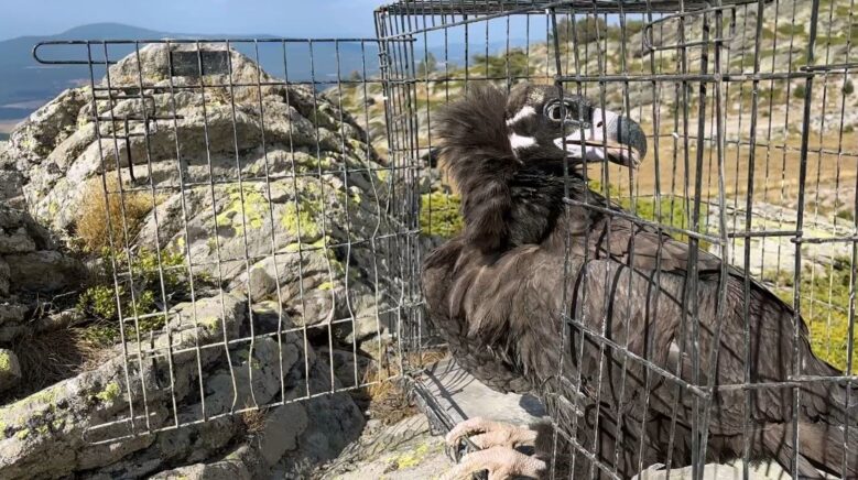 ormanda hasta bulunan kara akbaba tedavi edildi aB92jEDs