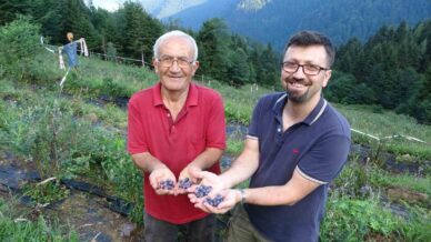 ormanlarin arasinda bin 500 metrelik rakimda yaban mersini bahcesi kurdu H5t4AuCp