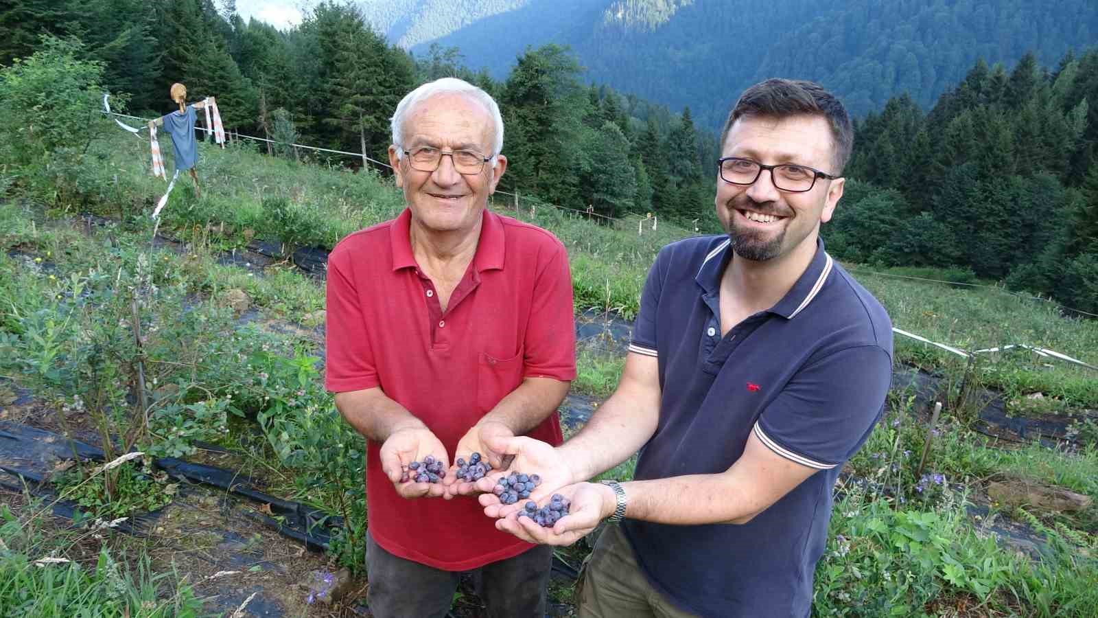 ormanlarin arasinda bin 500 metrelik rakimda yaban mersini bahcesi kurdu H5t4AuCp
