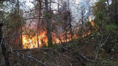 prof dr bilgili ekosistem yangin sonrasi birkac yil icinde kendilerini dogal yollarla yeniler F1aFAp8R