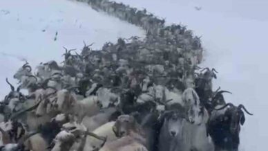 rizede kar nedeniyle avusor yaylasinda mahsur kalan 500 kucukbas hayvan kurtarildi rGUHLxin