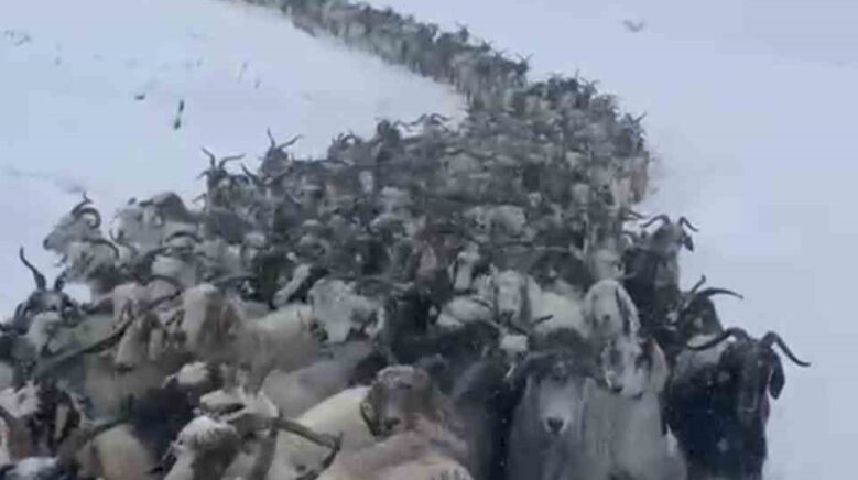 rizede kar nedeniyle avusor yaylasinda mahsur kalan 500 kucukbas hayvan kurtarildi rGUHLxin