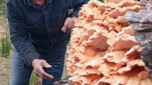 rizede ormanda gezintiye cikan 3 arkadas agacin uzerinde kilolarca mantar buldu SjrG5jXI