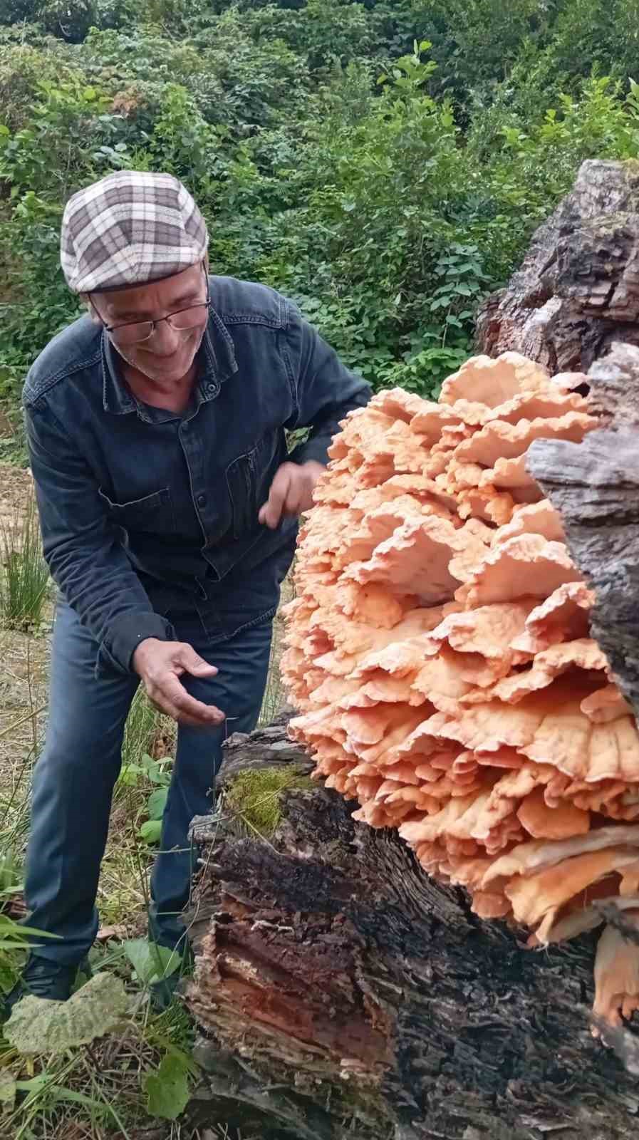 rizede ormanda gezintiye cikan 3 arkadas agacin uzerinde kilolarca mantar buldu SjrG5jXI