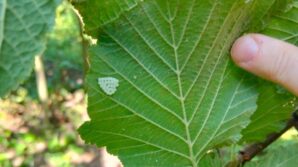 samsunda 1 milyonun uzerinde samuray arisi dogaya salindi lVZmyafO