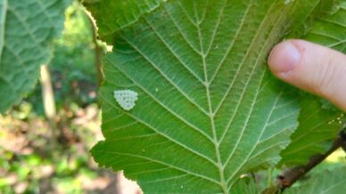 samsunda 1 milyonun uzerinde samuray arisi dogaya salindi lVZmyafO