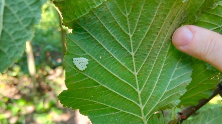 samsunda 1 milyonun uzerinde samuray arisi dogaya salindi lVZmyafO