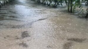 samsunda saganak findik bahceleri gole dondu yRrYKyJi