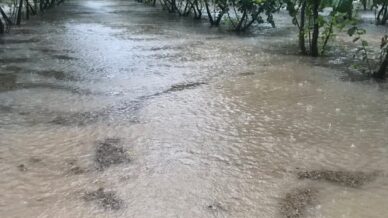 samsunda saganak findik bahceleri gole dondu yRrYKyJi