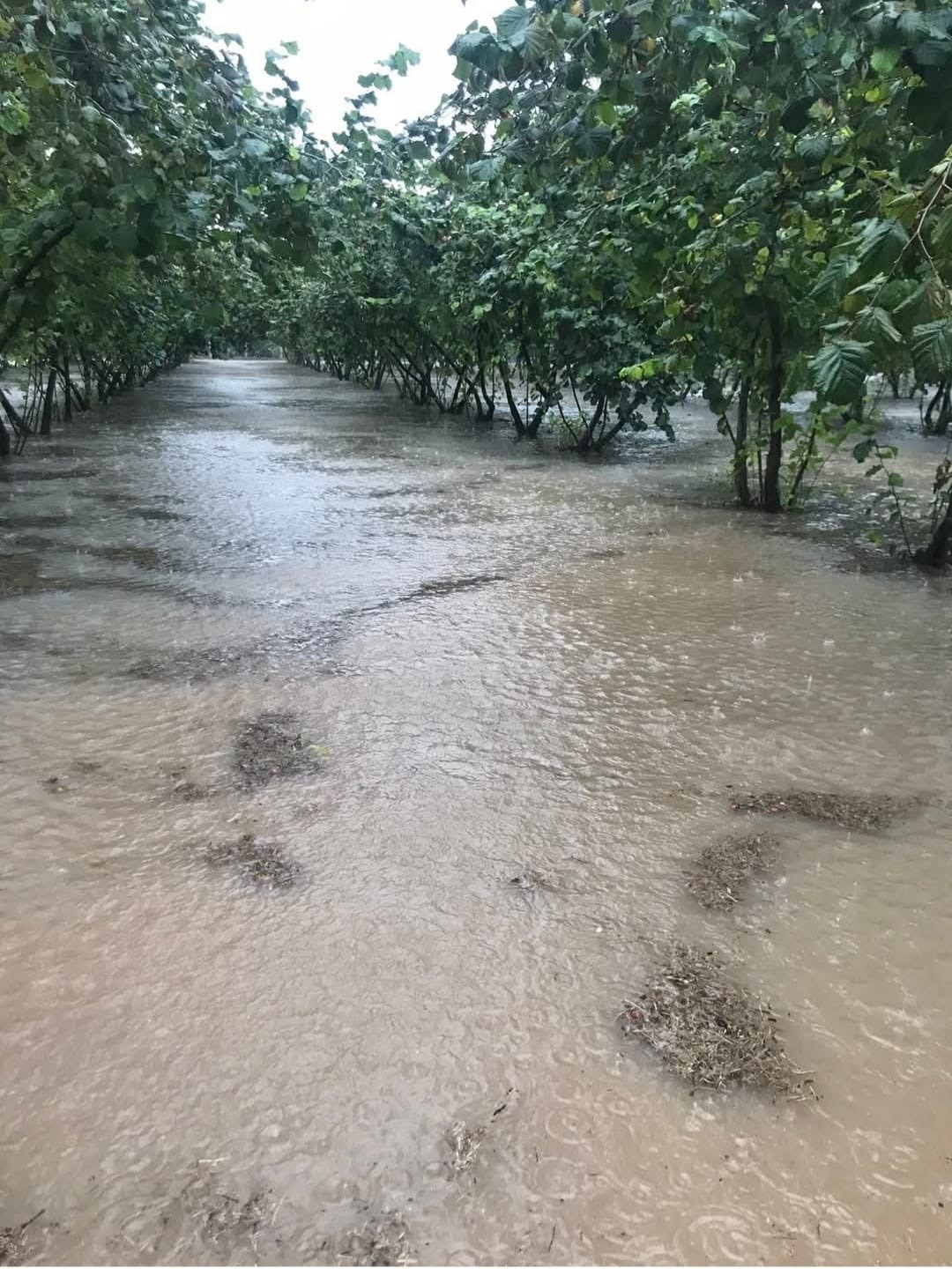 samsunda saganak findik bahceleri gole dondu yRrYKyJi