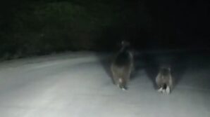 seyir halindeki otomobilin onune ayi cikti njQfvGT2