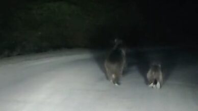 seyir halindeki otomobilin onune ayi cikti njQfvGT2