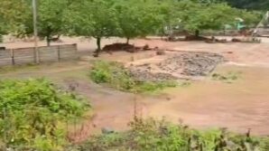 sinir asan sel GnfQhBnx