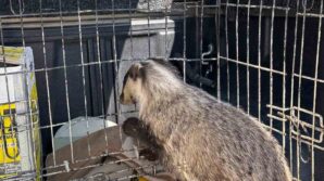 strese girip psikolojisi bozulan porsuk tedavi edildi 9PdhcCsc