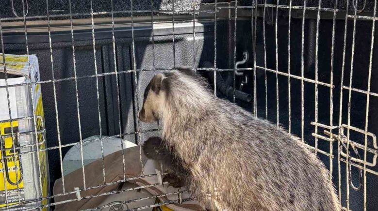 strese girip psikolojisi bozulan porsuk tedavi edildi 9PdhcCsc