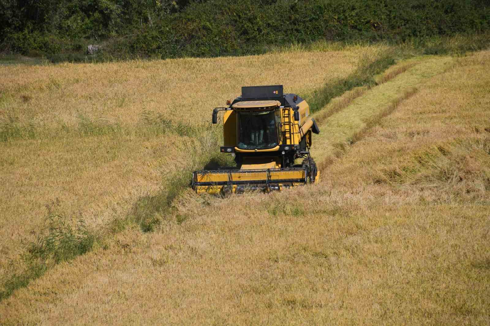 tescilli tosya pirincinin hasadi basladi Mk25PKup