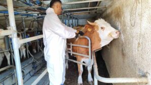 tokatta sap hastaligina karsi kesintisiz mucadele dvwsmQ7a