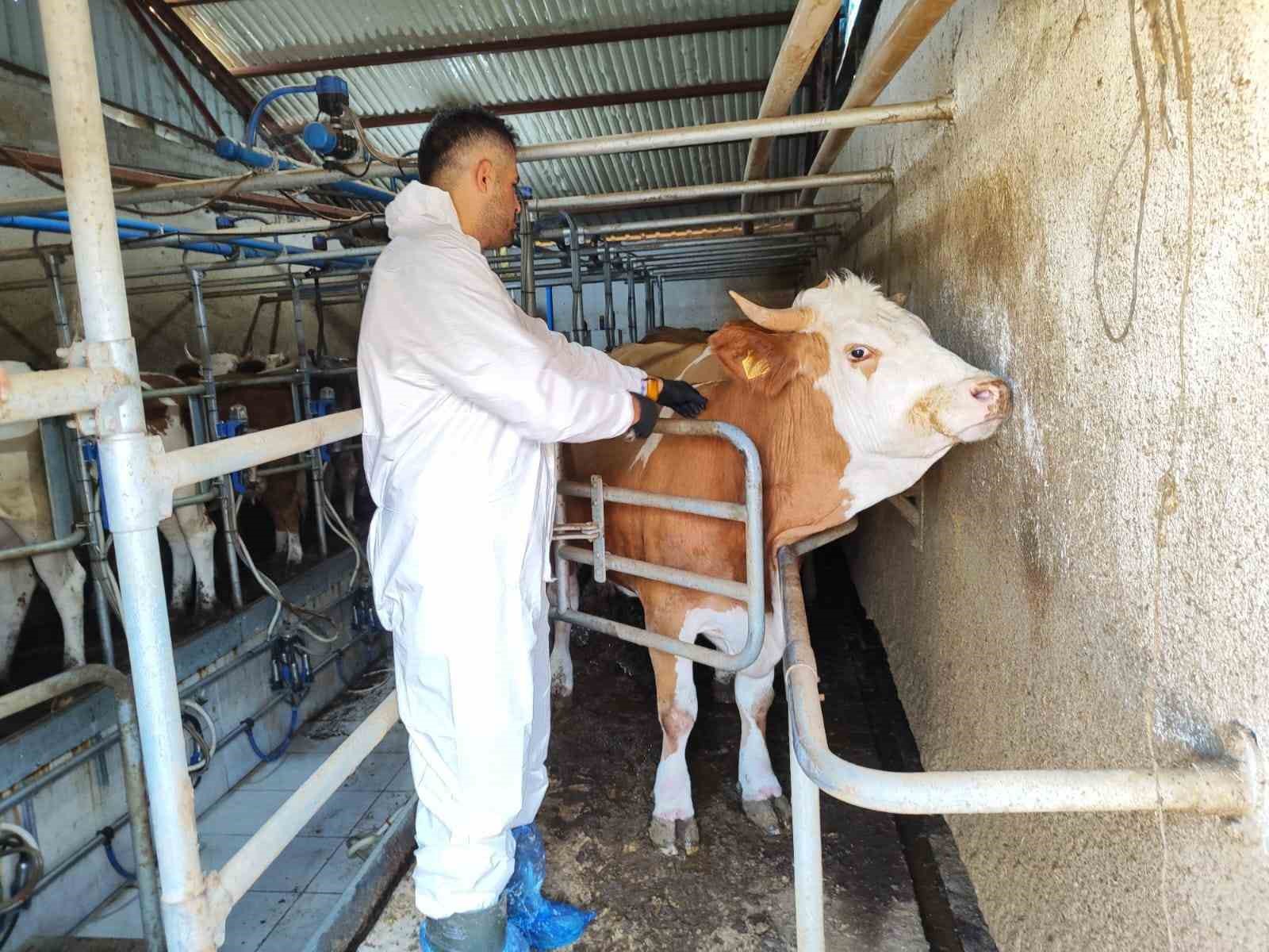 tokatta sap hastaligina karsi kesintisiz mucadele dvwsmQ7a