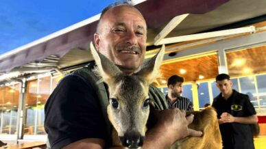 trabzonun sevimli karacasi pinar sigindigi isletmenin maskotu haline geldi IuGf7Cg9