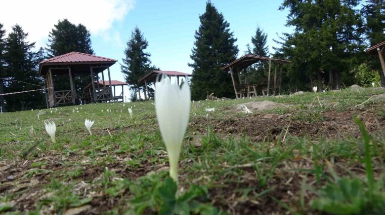 vargitler acti yaylalar sessizlige burundu iP5RK8GB