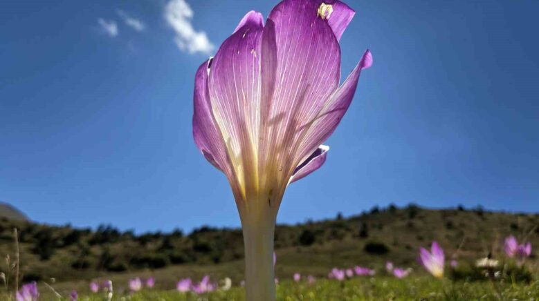 yaylalarda kisin habercisi vargitler kendini gosterdi RM5BQAbr