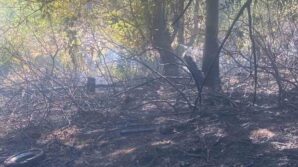 zonguldakta ormanlik alanda cikan yangin kisa surede sonduruldu tiTd6eZs