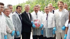 zonguldakta sera osbde ilk domates hasati gerceklestirildi Oc8tTNUI