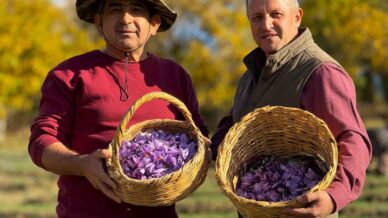 ab tescilli safranin hasadi suruyor XjxQ5daJ