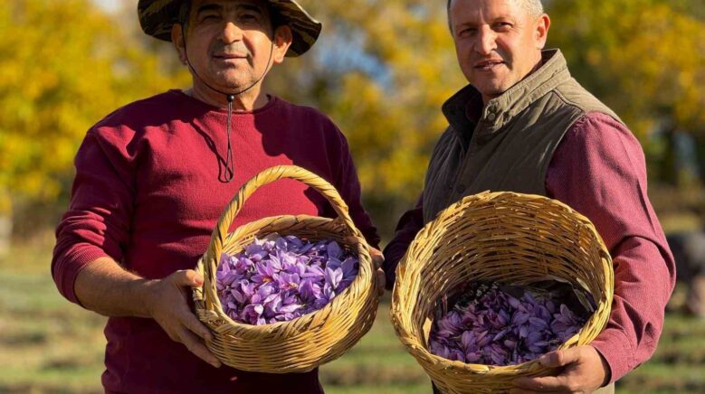 ab tescilli safranin hasadi suruyor XjxQ5daJ
