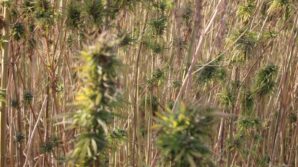 amasyada kenevirde hayal kirikligi kenevir ekim alani 6 bin 500 dekardan 850 dekara dustu JynfAF8n