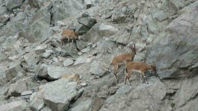 artvinde dag kecileri drone kamerasina yansidi KbwtWkWd