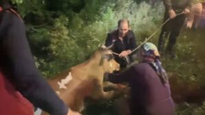artvinde ucuruma dusen inek itfaiye ekiplerinin zorlu operasyonuyla kurtarildi s4a9bq3p