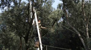 artvinde ustun lezzet odullu butko zeytininin hasadi basladi kehtiFY4