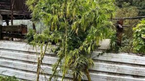 artvinde uyusturucu operasyonu 5 gozalti USeJ5rCP