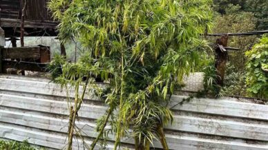 artvinde uyusturucu operasyonu 5 gozalti USeJ5rCP