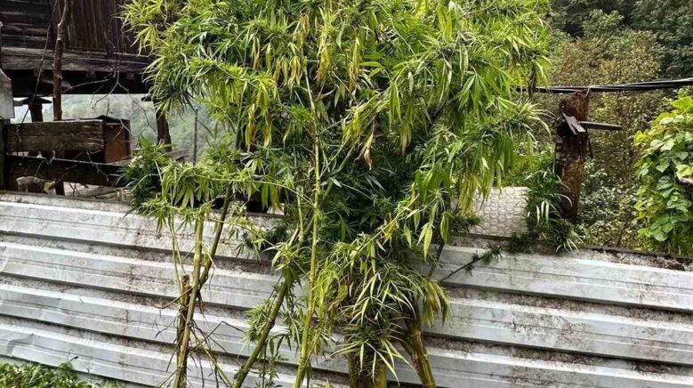 artvinde uyusturucu operasyonu 5 gozalti USeJ5rCP