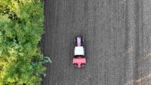 ata tohumu siyez bugdayi duzce topraklarinda yetisecek gjpmDlqq