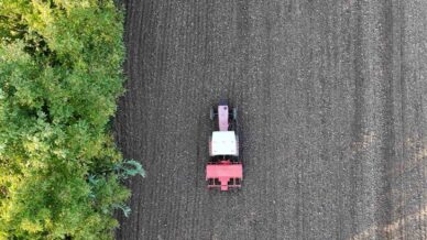 ata tohumu siyez bugdayi duzce topraklarinda yetisecek gjpmDlqq