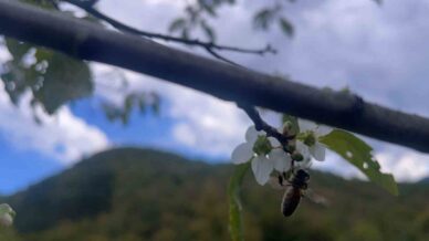 bartinda agaclar bir yilda ikinci kez cicek acti FPxVqF3f