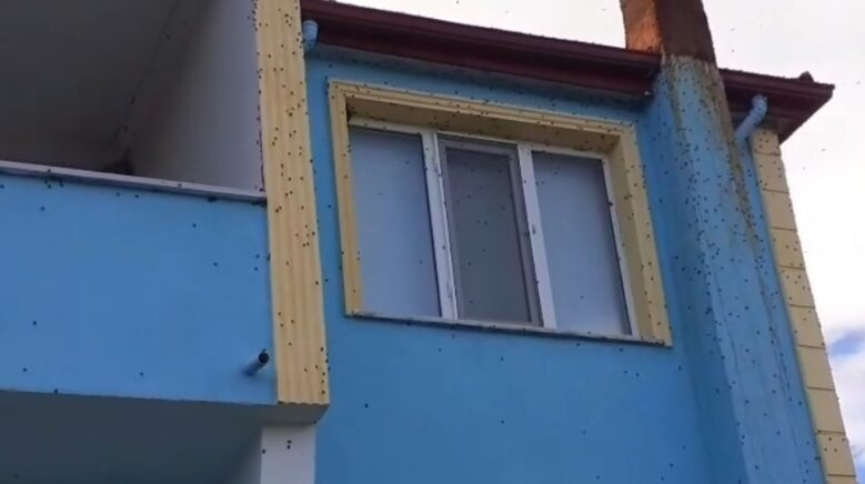 bartinda kahverengi kokarca istilasi kabusa donustu KJM35m1k