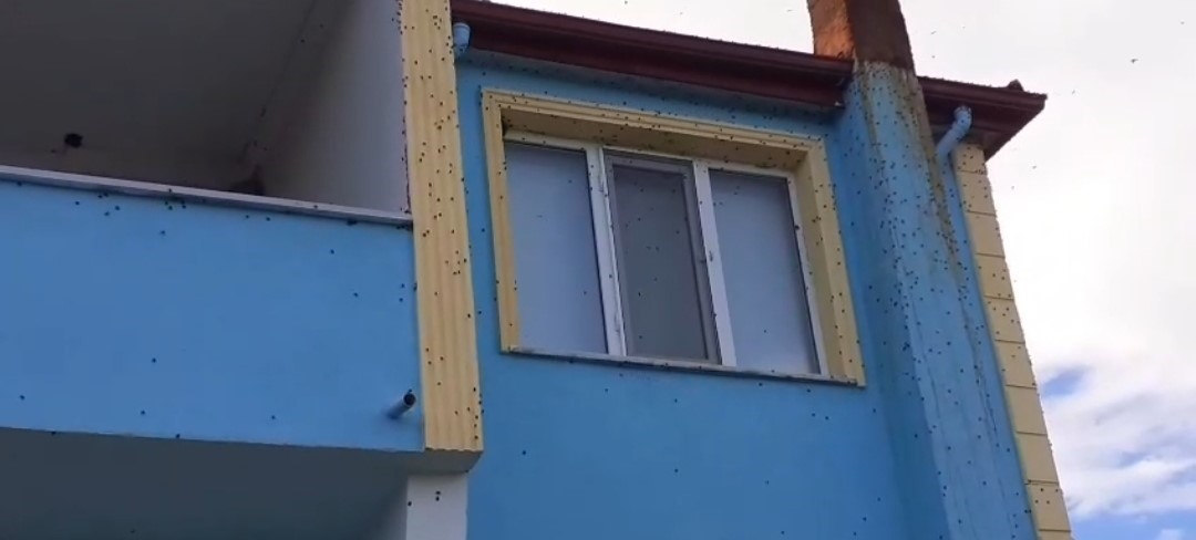 bartinda kahverengi kokarca istilasi kabusa donustu KJM35m1k
