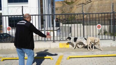 basibos sokak kopekleri toplanarak barinaga goturuldu g4Vt9Amj