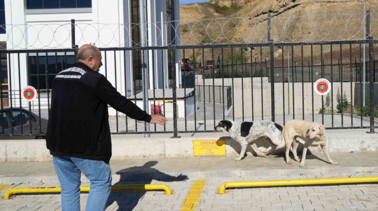 basibos sokak kopekleri toplanarak barinaga goturuldu g4Vt9Amj