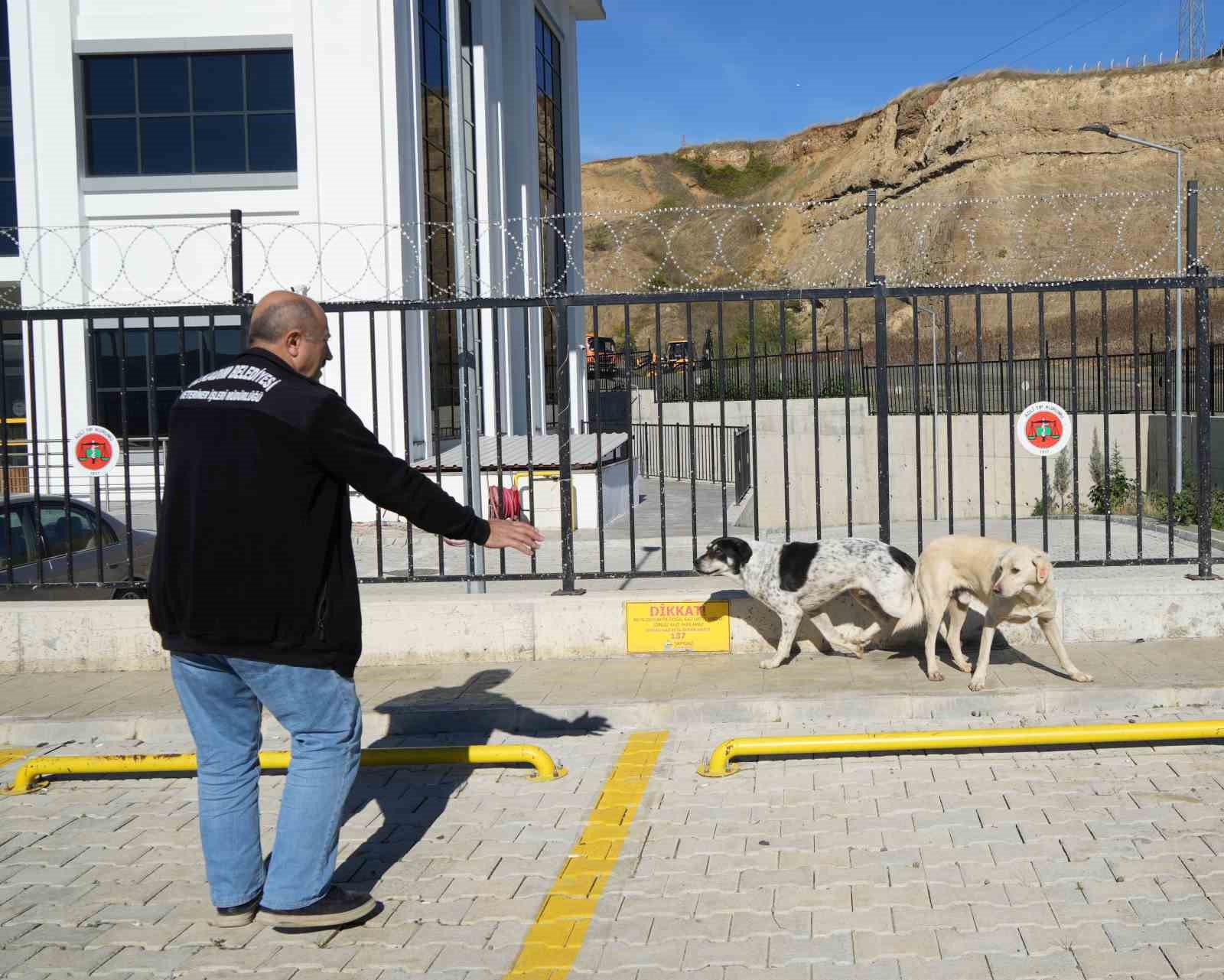 basibos sokak kopekleri toplanarak barinaga goturuldu g4Vt9Amj