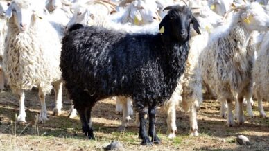 boluda tiftik kecisine 3 milyon liralik destek JmH6Umjb